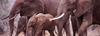 Earthwatch - elephants herd - credit to atul bhatt mcuk